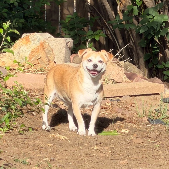 gottiismymutt